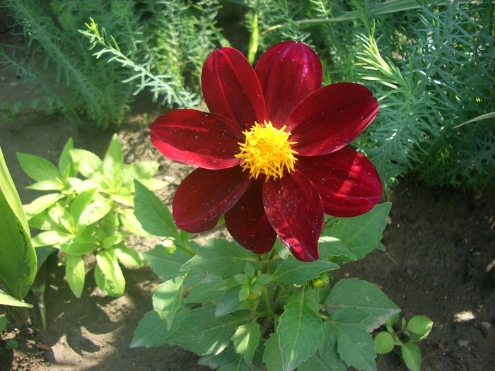 dahlia pitica din seminte