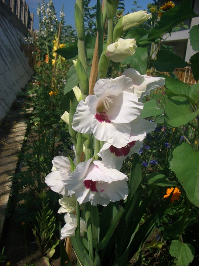 gladiola 2