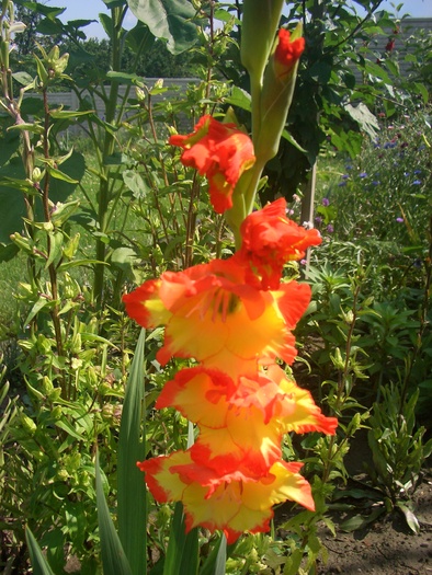 gladiola princess margaret