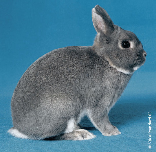 Pitic bleu 01 - Rase de iepuri pitici