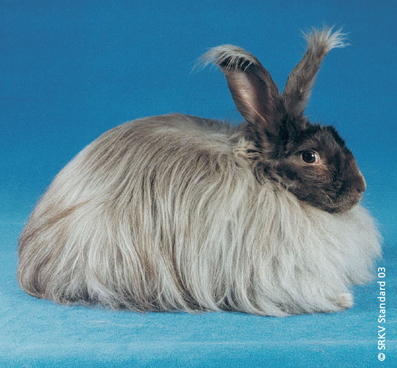 Angora havana 01; Angora havana
