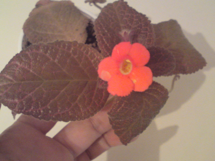 Country Love - Episcia