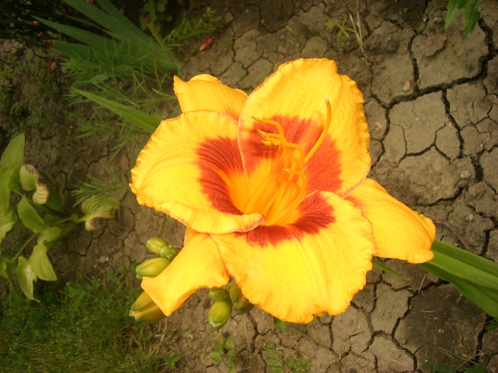 Hemerocallis Little Cherub