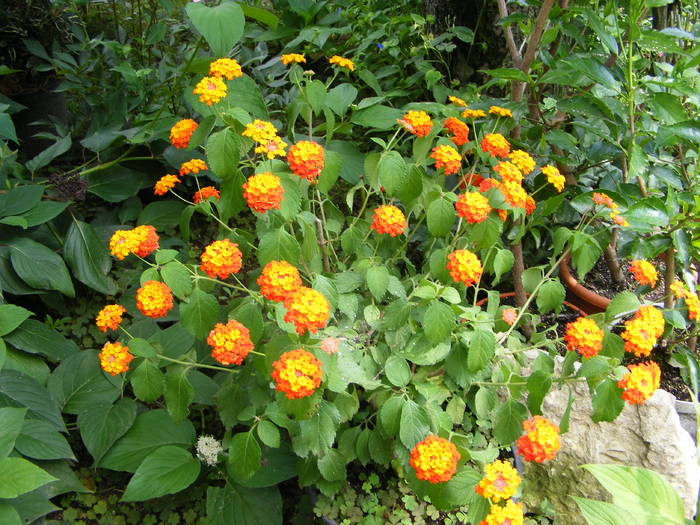 Lantana - Flori si alte chestii 2010