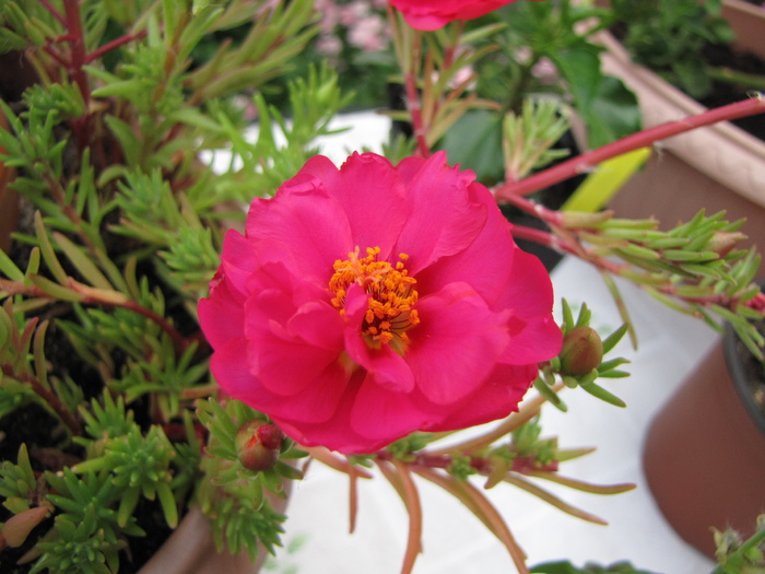 Portulaca 1 iul 2010 (2)