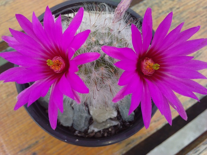 Krainzia guelzowiana - cactusi si florile lor