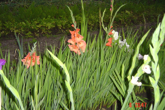 poze noi 615 - GLADIOLE 2010