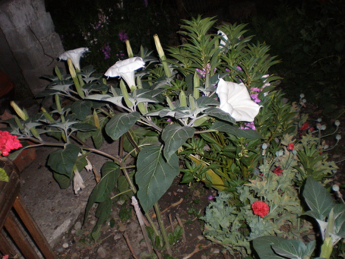 P8020353; datura
