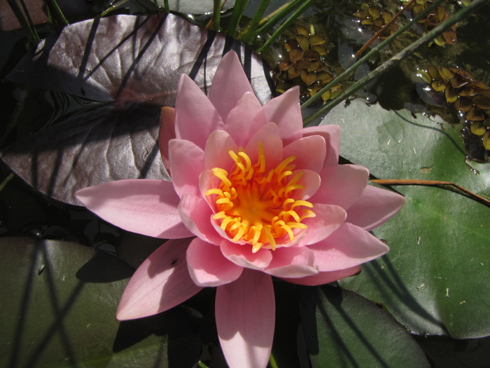 Nufar Nymphaea  Pygmaea 8 iul 2010 (1)