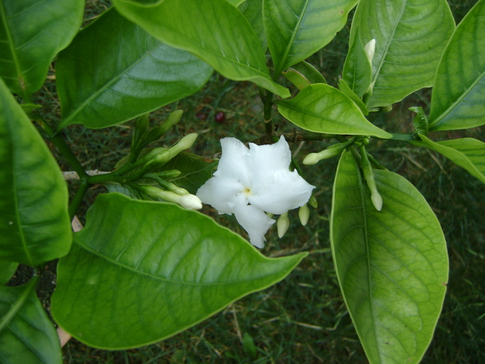 DSC07275 - Gardenia