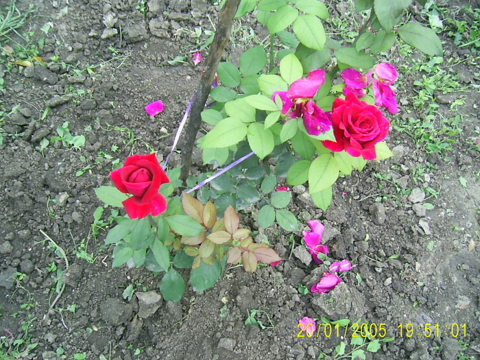lincon - trandafiri 2010