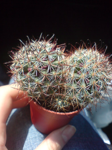 DSC00094 - x - Cactusi