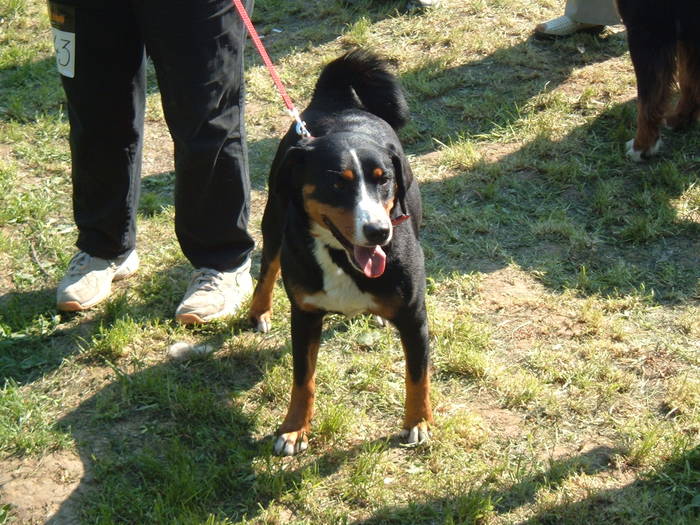 DSCF3634 - Expo Canina Satu Mare 25 apr 2009