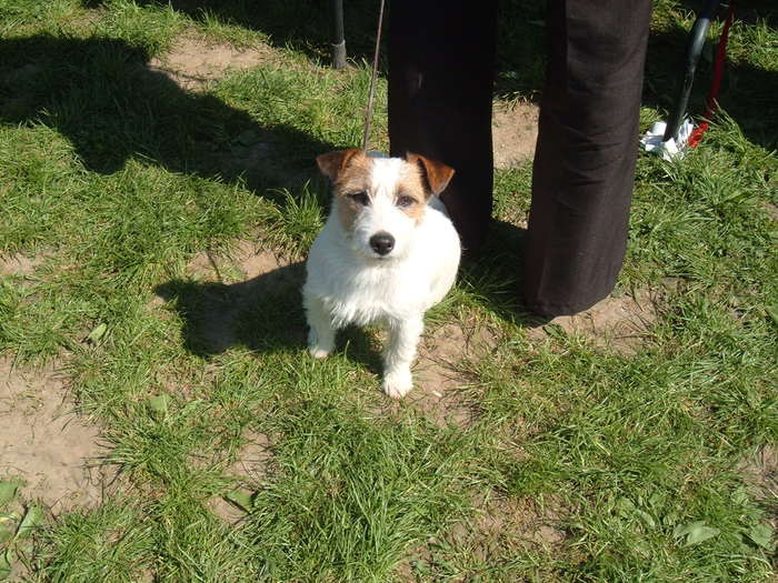 DSCF3683; jack russel (par sarmos)
