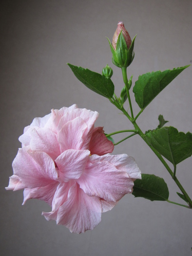 Hibiscus (Doina-2009) 8 iul 2010 (1)