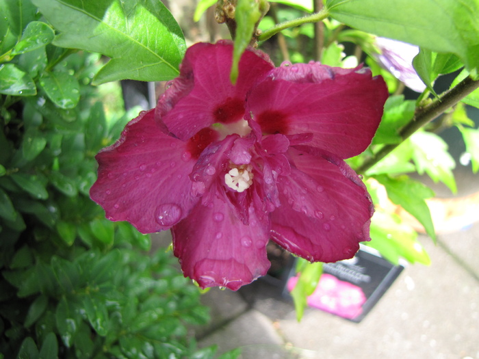 Hibiscus Syriacus Purple 13 iul 2010