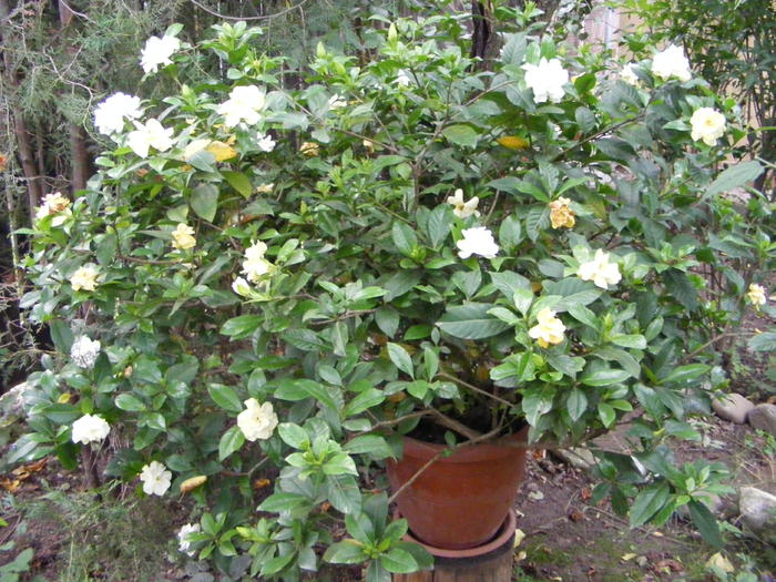 Gardenia - Flori si alte chestii 2010