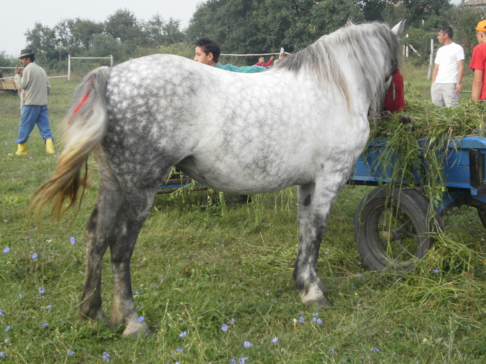 P8210344 - Targ Seica Mare 19 Mai 2009 jud Sibiu