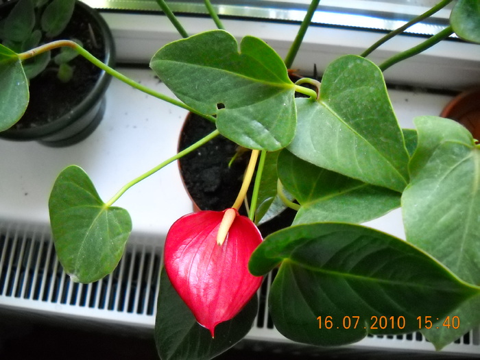 DSCN1039 - anthurium