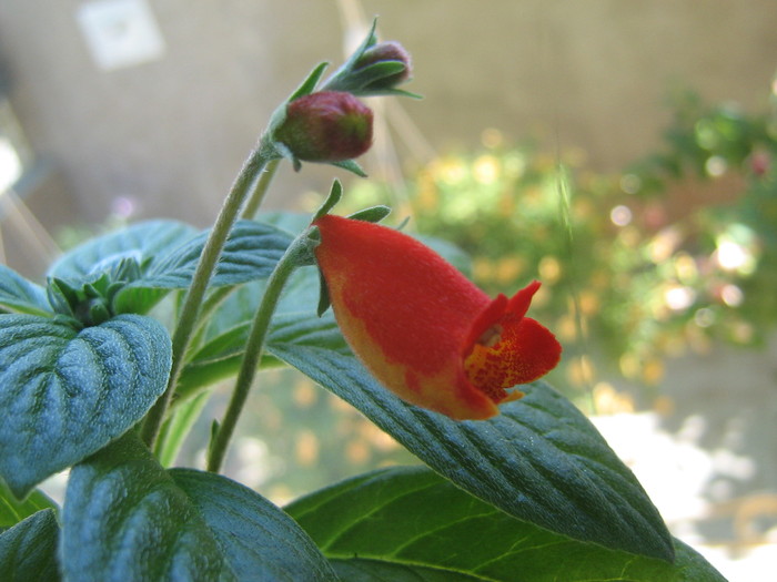 gloxinia Bolivian Sunset