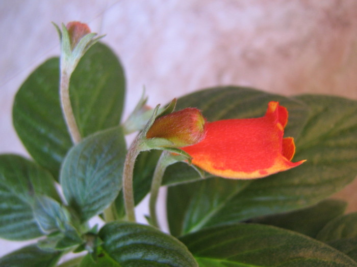 gloxinia Bolivian Sunset