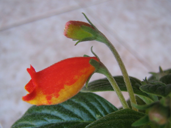 gloxinia Bolivian Sunset