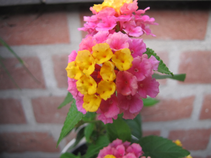 Lantana 17 iul 2010