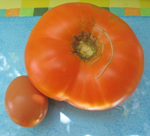 IMG_2058 - Tomate