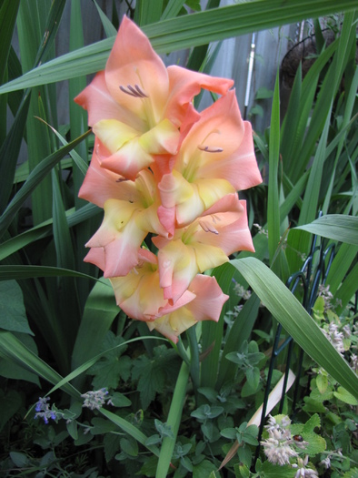 Gladiola pitica 20 iul 2010 (1)