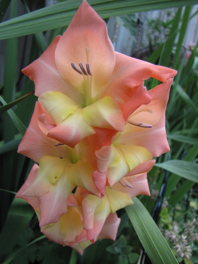 Gladiola pitica 20 iul 2010 (2)