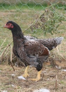 blue_laced_indian_game