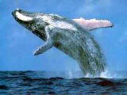 balena albastra