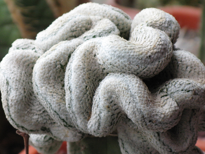 Turbinicarpus valdezianus forma cristata - CACTACEAE - diverse specii si genuri