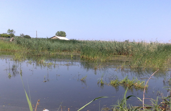 lacul din fundul gradinii mele - CURTEA MEA_PARADISUL MEU