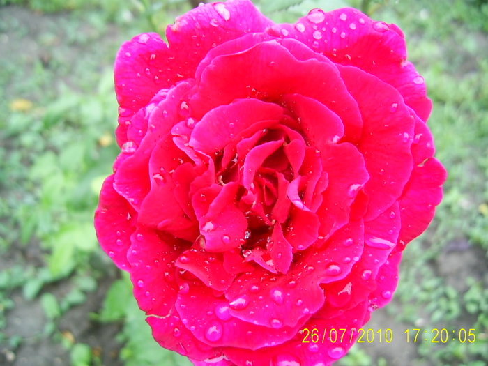 lincon - trandafiri 2010
