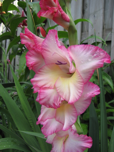 Gladiola Priscilla 30 iul 2010 (2)