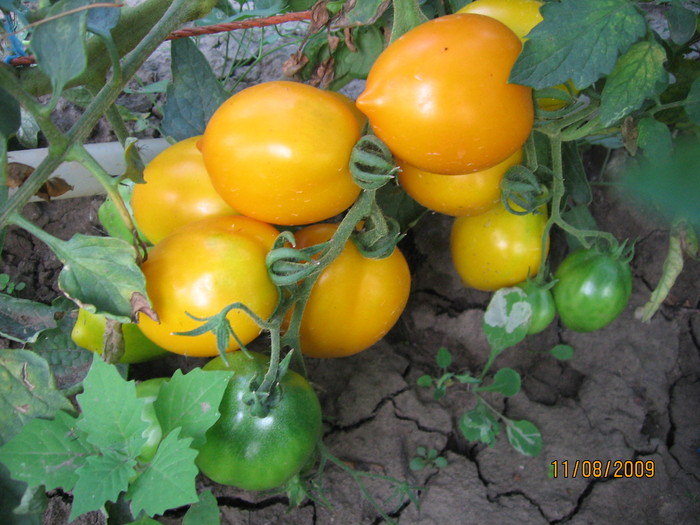 IMG_2005 - Tomate