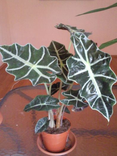 Alocasia , vara 2010 - Plantele mele de interior