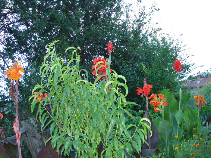 CANNA - CRACIUN IN AUGUST