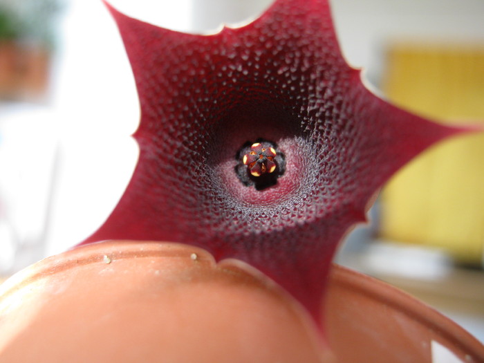 Huernia keniensis