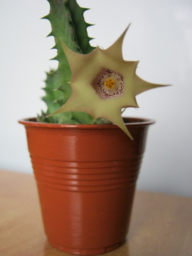 Huernia quinta (3)