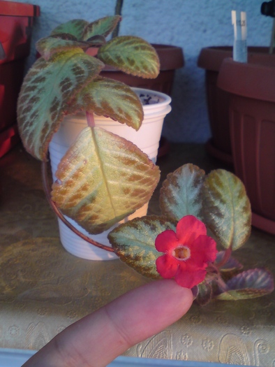 Harlequine - Episcia