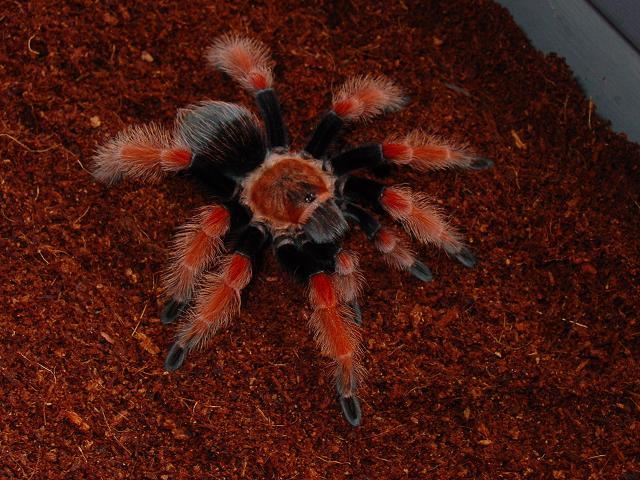 Tarantule_Brachypelma_Boehmi_Mmm - paianjeni