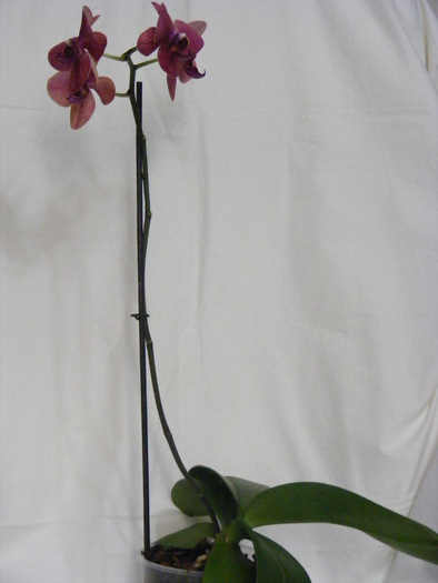 phalaenopsis2010