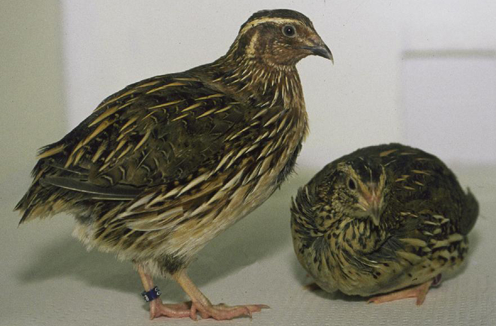 quail