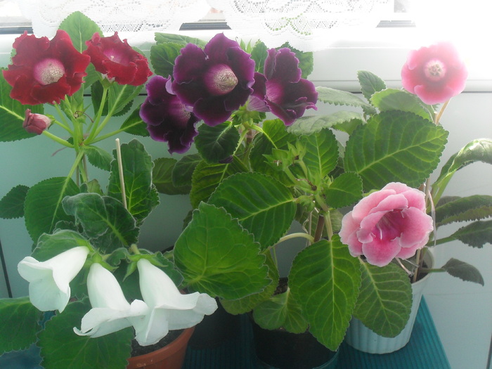 SDC12947 - GLOXINIA