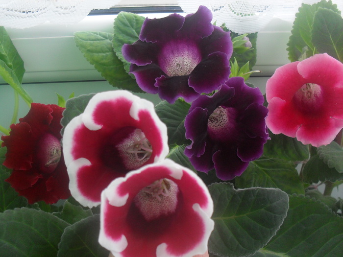 SDC12978 - GLOXINIA