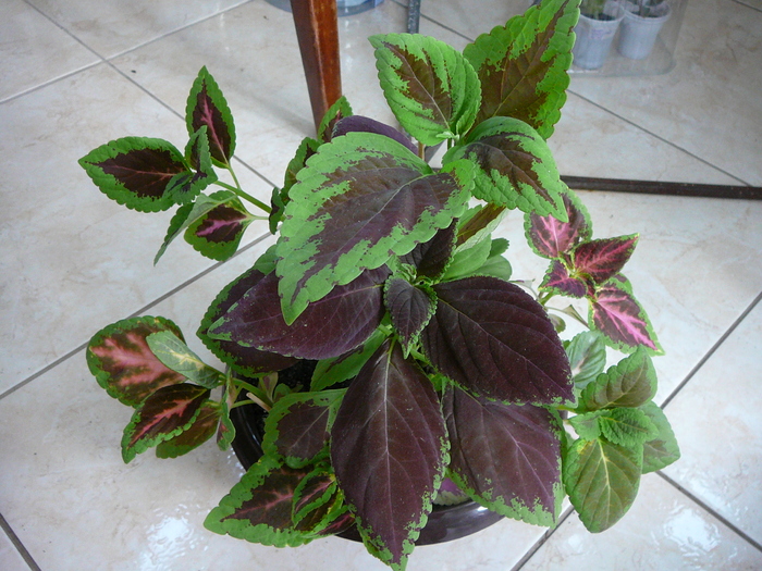 coleus - Florile mele