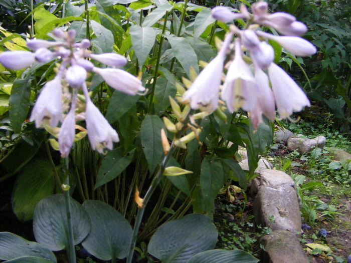 Hosta - Flori si alte chestii 2010