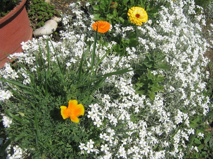 cerastium tomentosa - gradina 2010